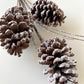 Frosted Pinecone Pick - Designer DIY